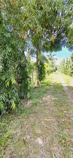 For Sale Quater Acre Plot Mtwapa.