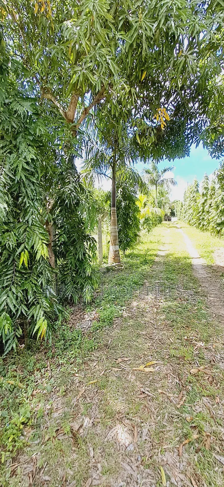 For Sale Quater Acre Plot Mtwapa.