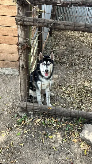 1+ year Male Purebred Siberian Husky