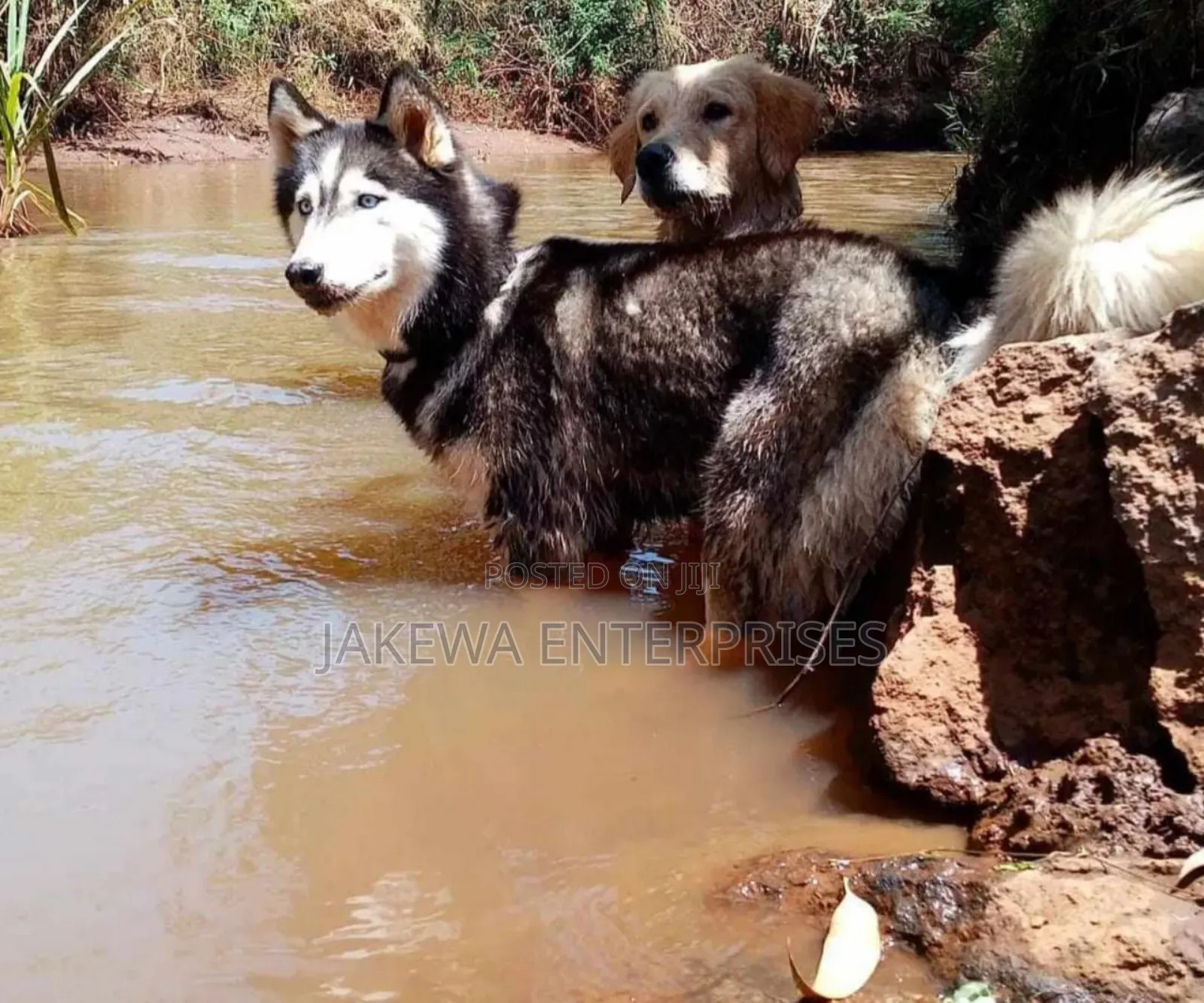 1+ year Female Purebred Siberian Husky