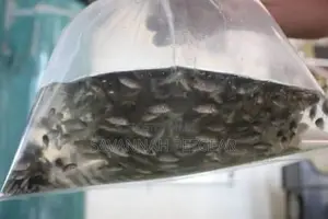 100 Monosex Tilapia Fingerlings (Over 99% Male) -2 MNTHS Old