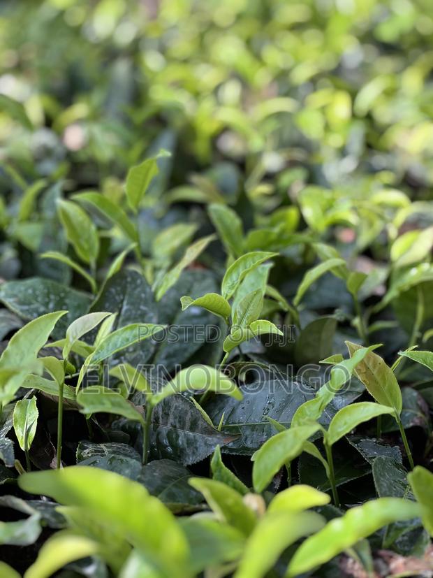 Tea Seedlings Trfk 371/8 - thumbnail 3