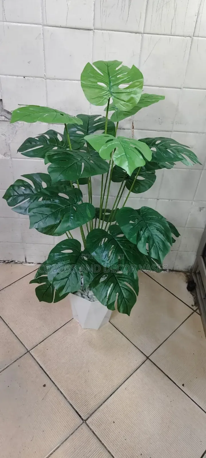 1.2m Monstera With Plastic Vase, Pebbles Stones Included