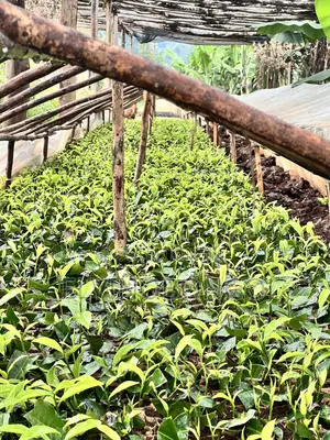 Tea Seedlings Trfk 371/8