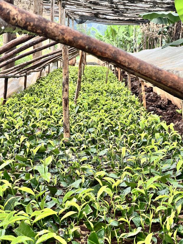 Tea Seedlings Trfk 371/8 - thumbnail 5