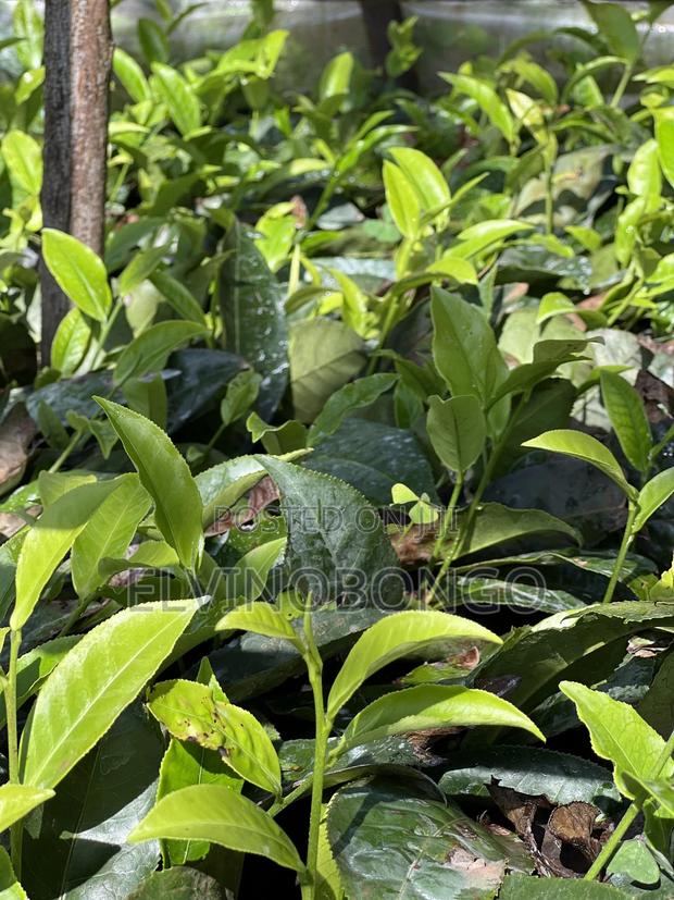 Tea Seedlings Trfk 371/8 - main view