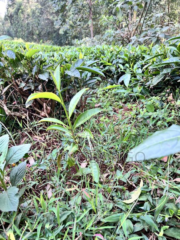 Tea Seedlings Trfk 371/8 - thumbnail 2