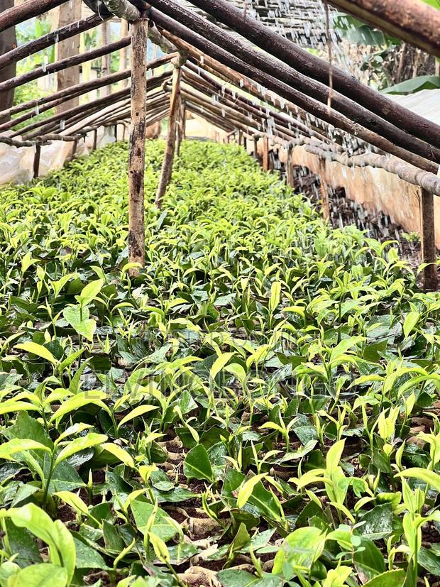 Tea Seedlings Trfk 371/8 - thumbnail 4