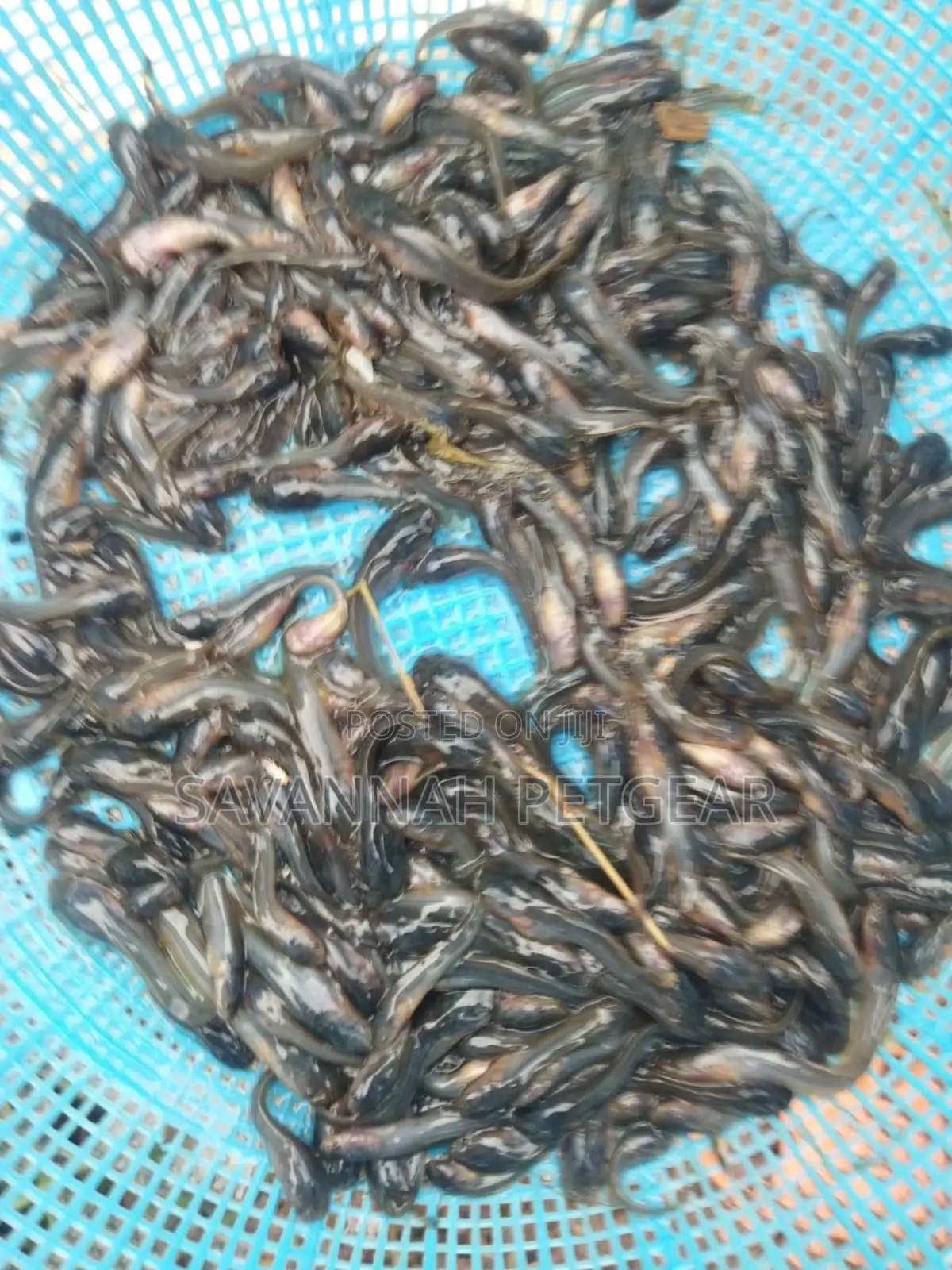 African Catfish (Clarias Gariepinus) Juvenile Fingerlings-