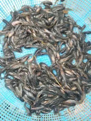 African Catfish (Clarias Gariepinus) Juvenile Fingerlings-