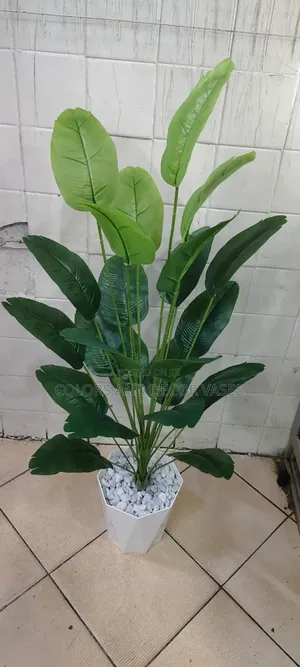 Banana Plant On Offer With Plastic Vase
