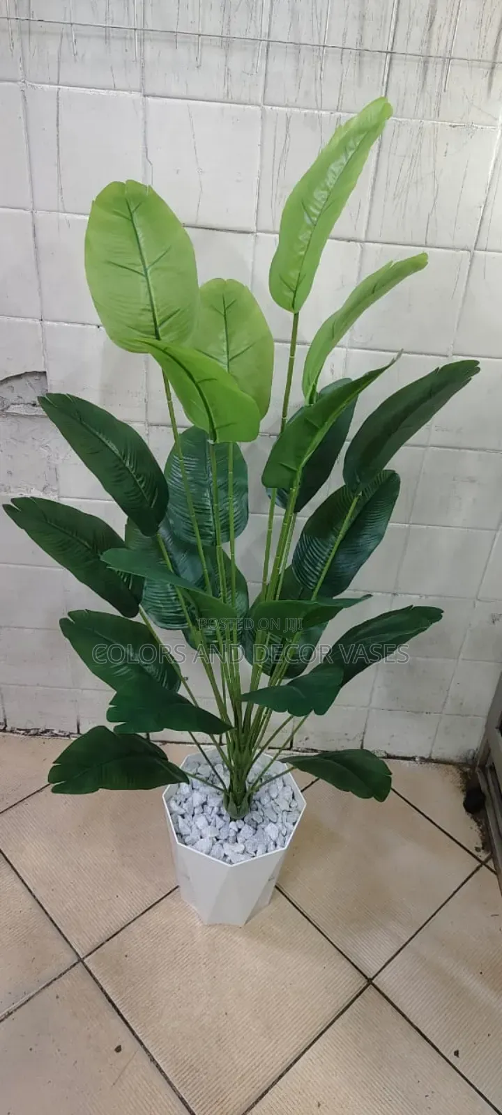 Banana Plant On Offer With Plastic Vase