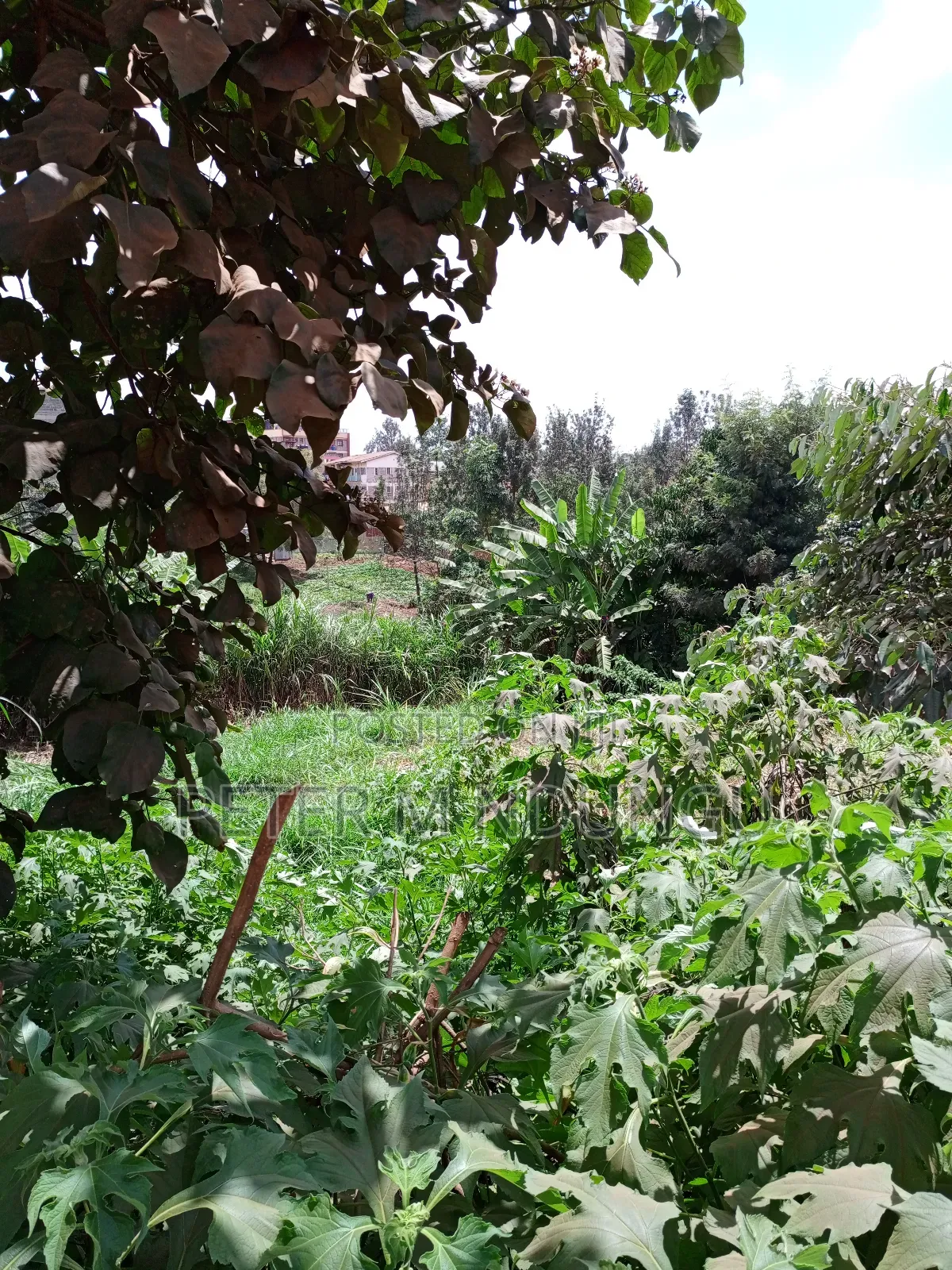 Kiamumbi Pime 100*100, Title