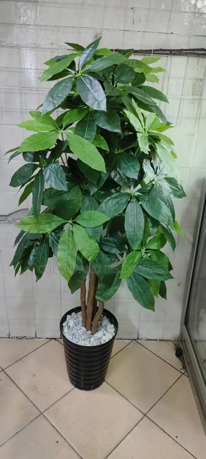 MANGO Plant on Offer Comes With Plastic Vase and Pebbles.