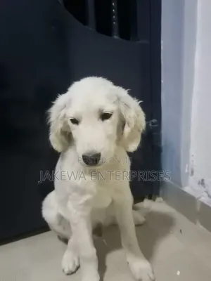 3-6 months Male Purebred Golden Retriever