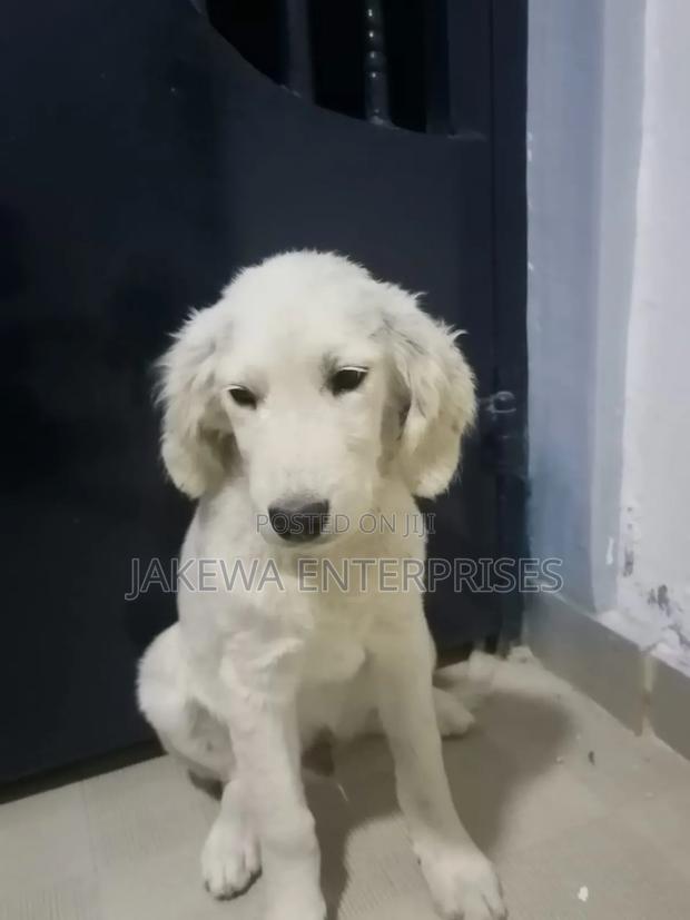 3-6 months Male Purebred Golden Retriever