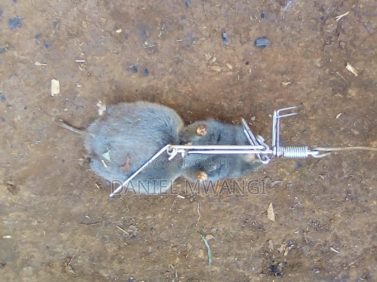 Stainless Steel Mole Trap/ Gorphinator