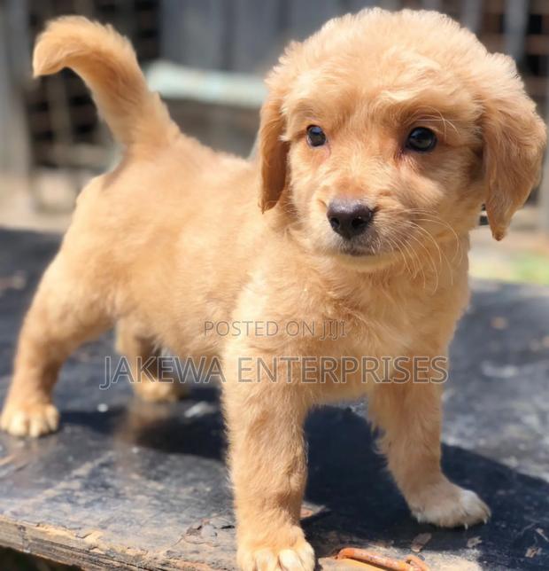 1-3 months Male Purebred Golden Retriever - main view
