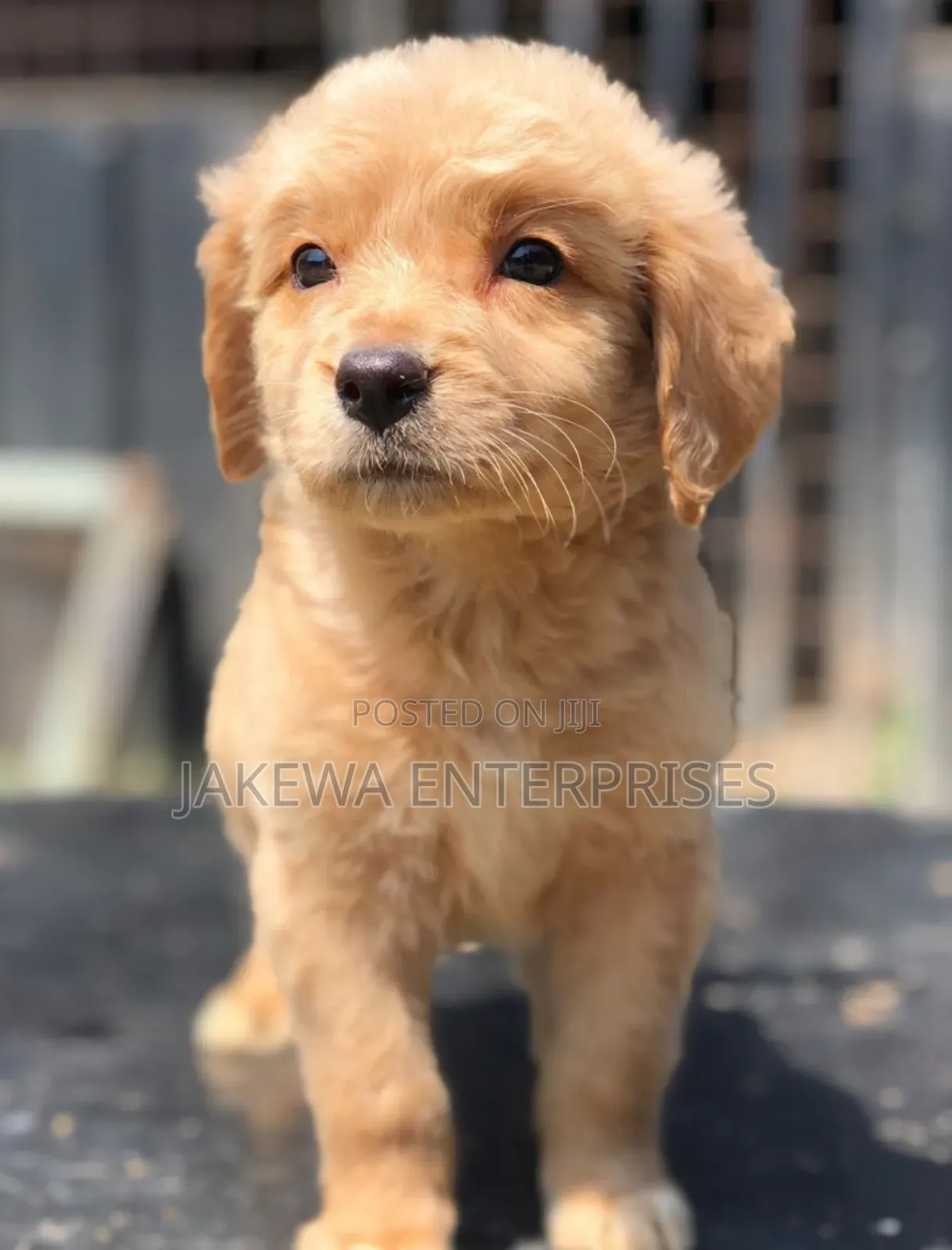 1-3 months Male Purebred Golden Retriever
