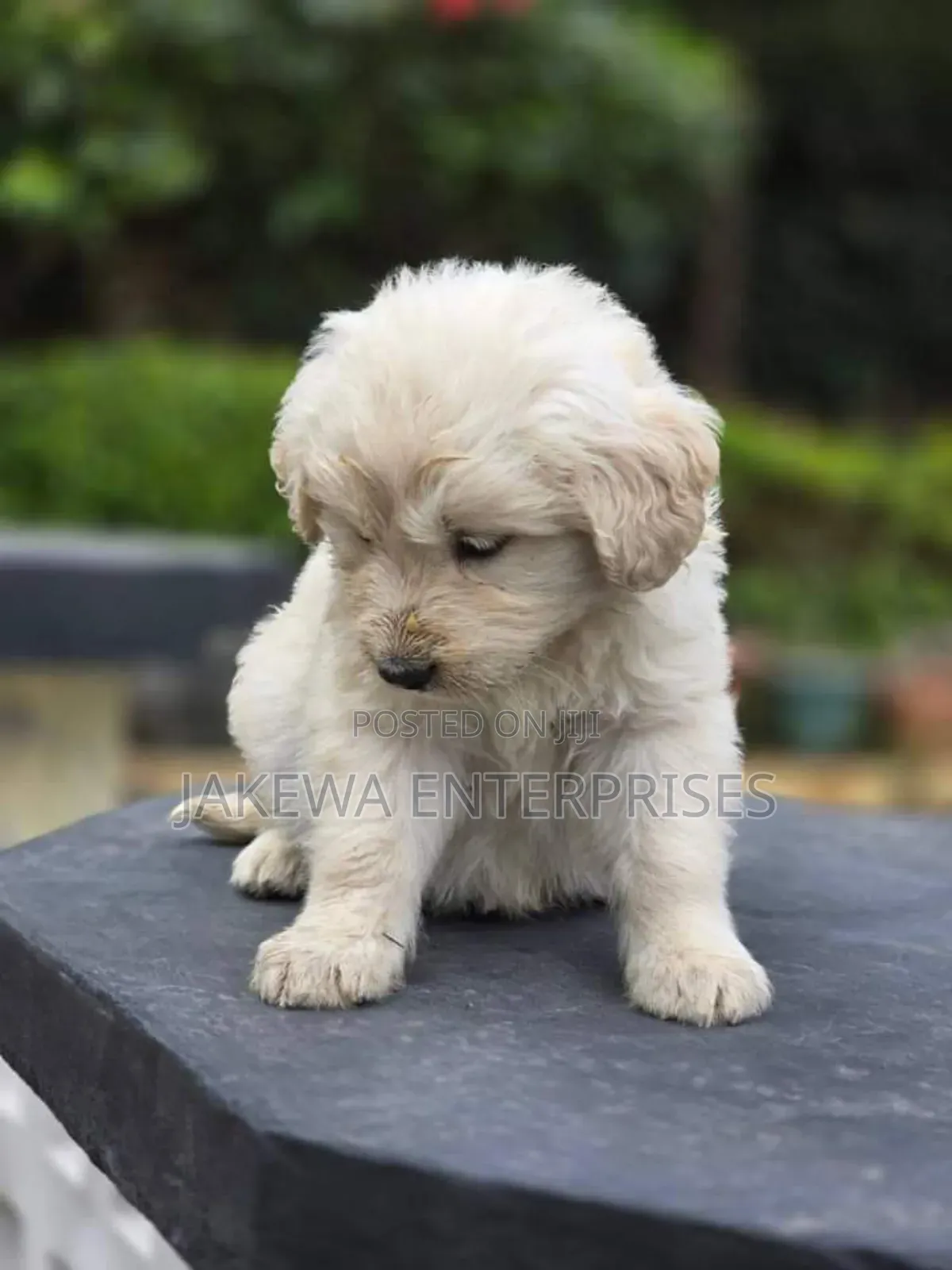 1-3 months Male Purebred Golden Retriever