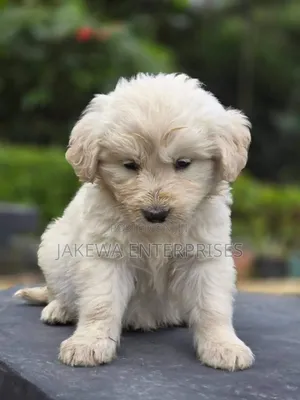 1-3 months Male Purebred Golden Retriever