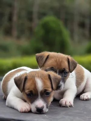 1-3 months Male Purebred Jack Russell Terrier