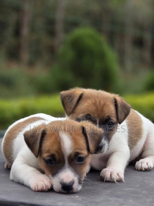 1-3 months Male Purebred Jack Russell Terrier