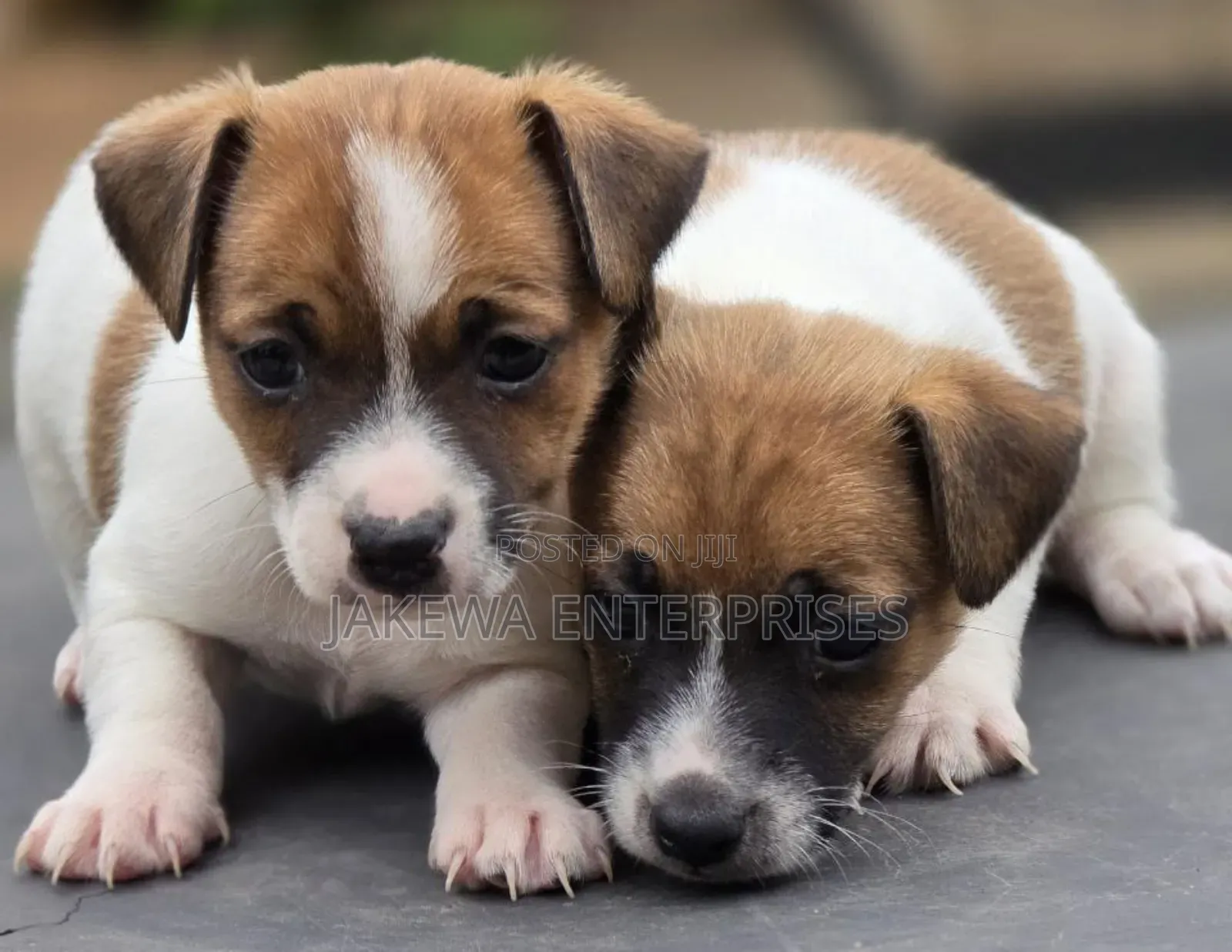 1-3 months Female Purebred Jack Russell Terrier