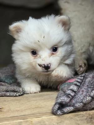 1-3 months Male Purebred Japanese Spitz - thumbnail 2