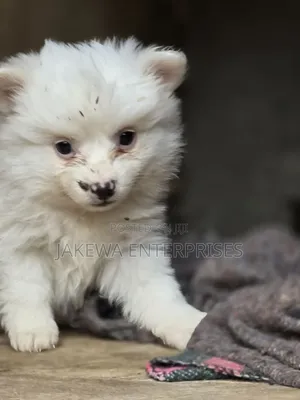 1-3 months Male Purebred Japanese Spitz