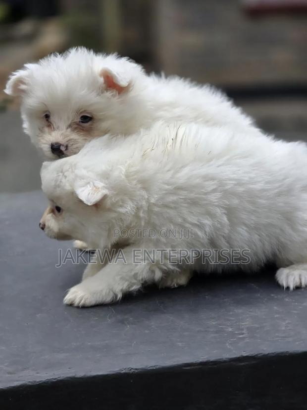 1-3 months Female Purebred Japanese Spitz