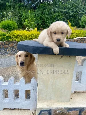 1-3 months Female Purebred Golden Retriever