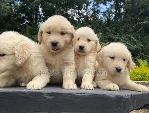 1-3 months Female Purebred Golden Retriever