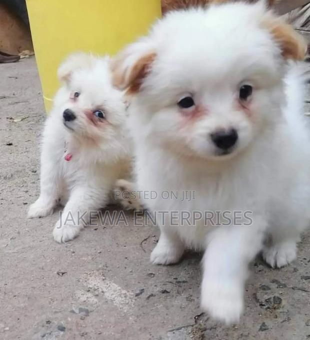 1-3 months Male Purebred Maltese