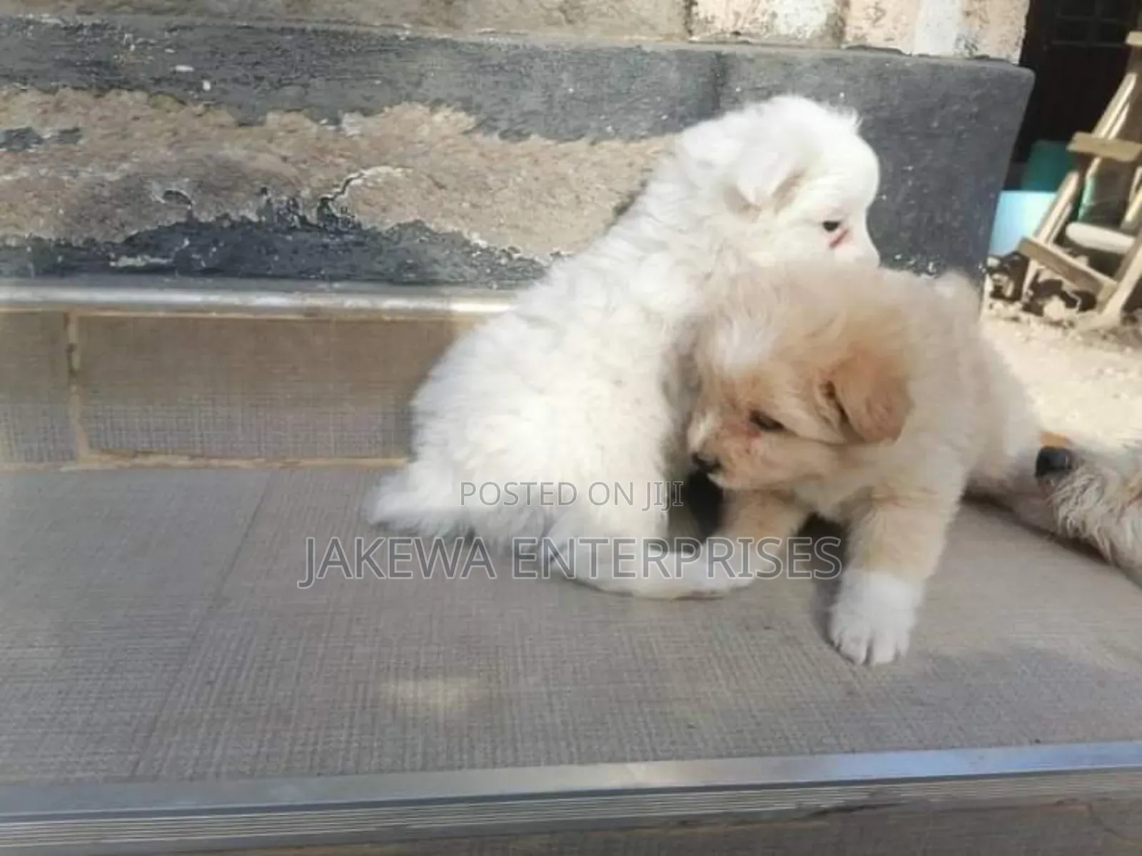 1-3 months Female Purebred Maltese
