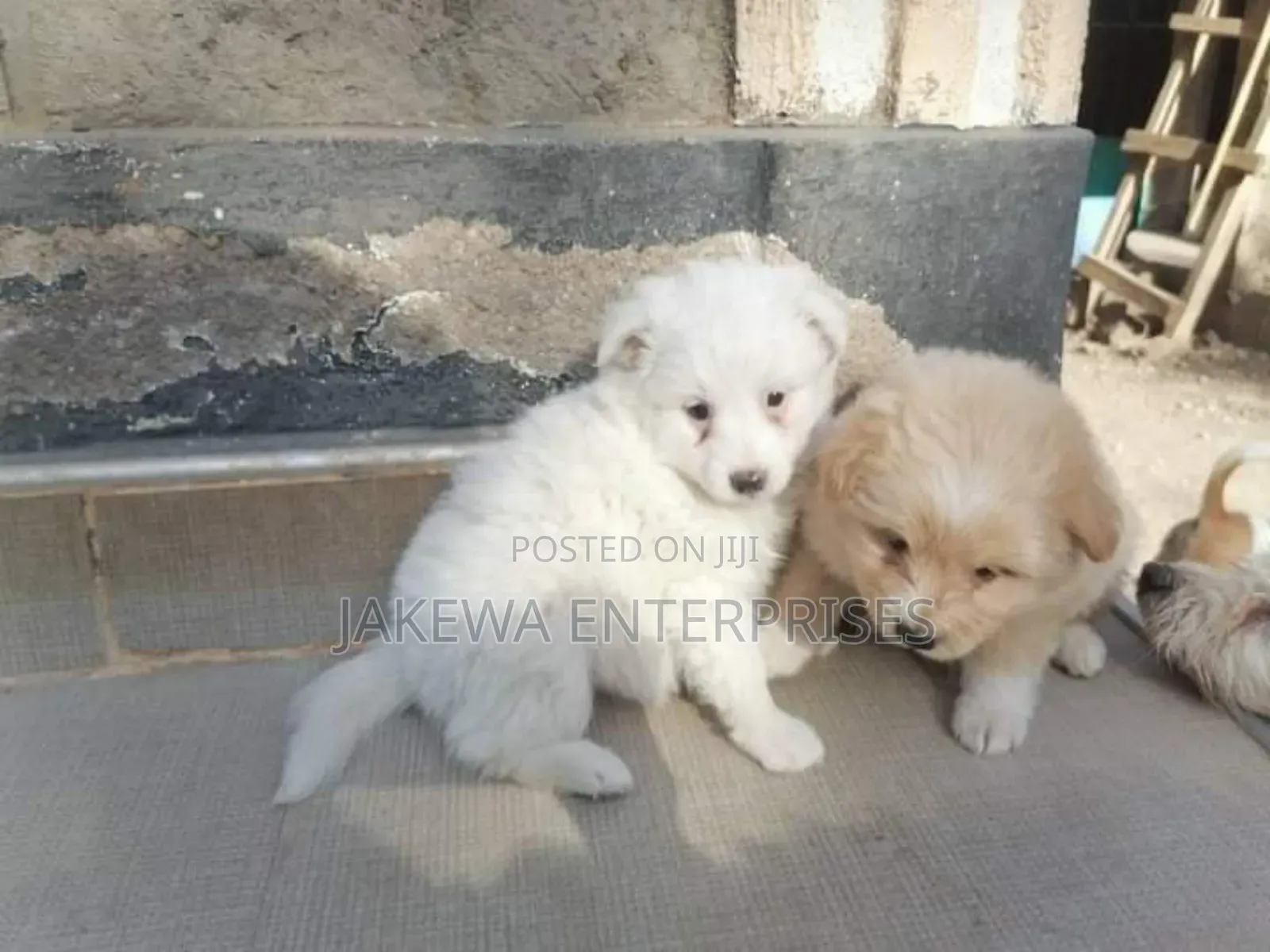 1-3 months Female Purebred Maltese