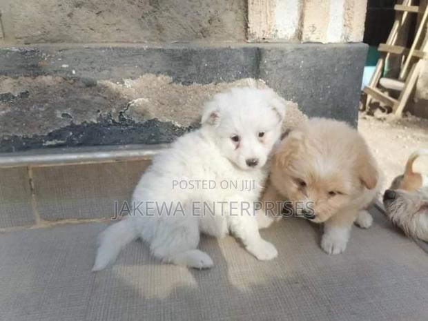 1-3 months Female Purebred Maltese