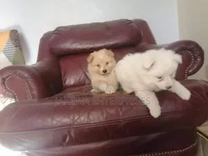 1-3 months Male Purebred Maltese
