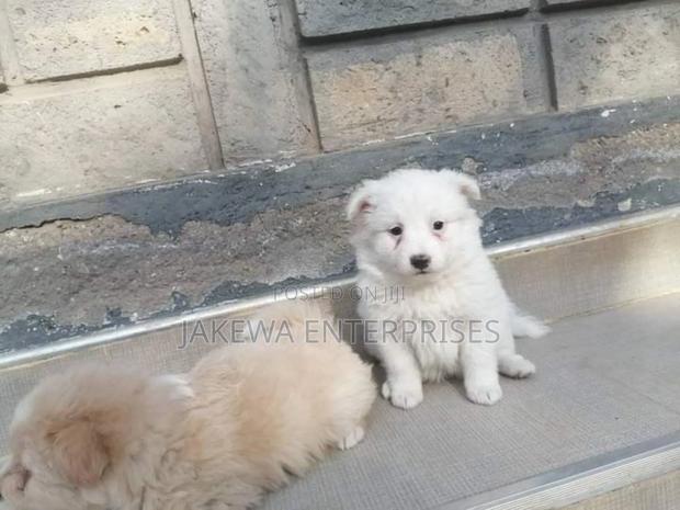 1-3 months Male Purebred Maltese - thumbnail 2