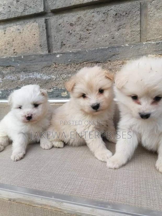 1-3 months Male Purebred Maltese - main view