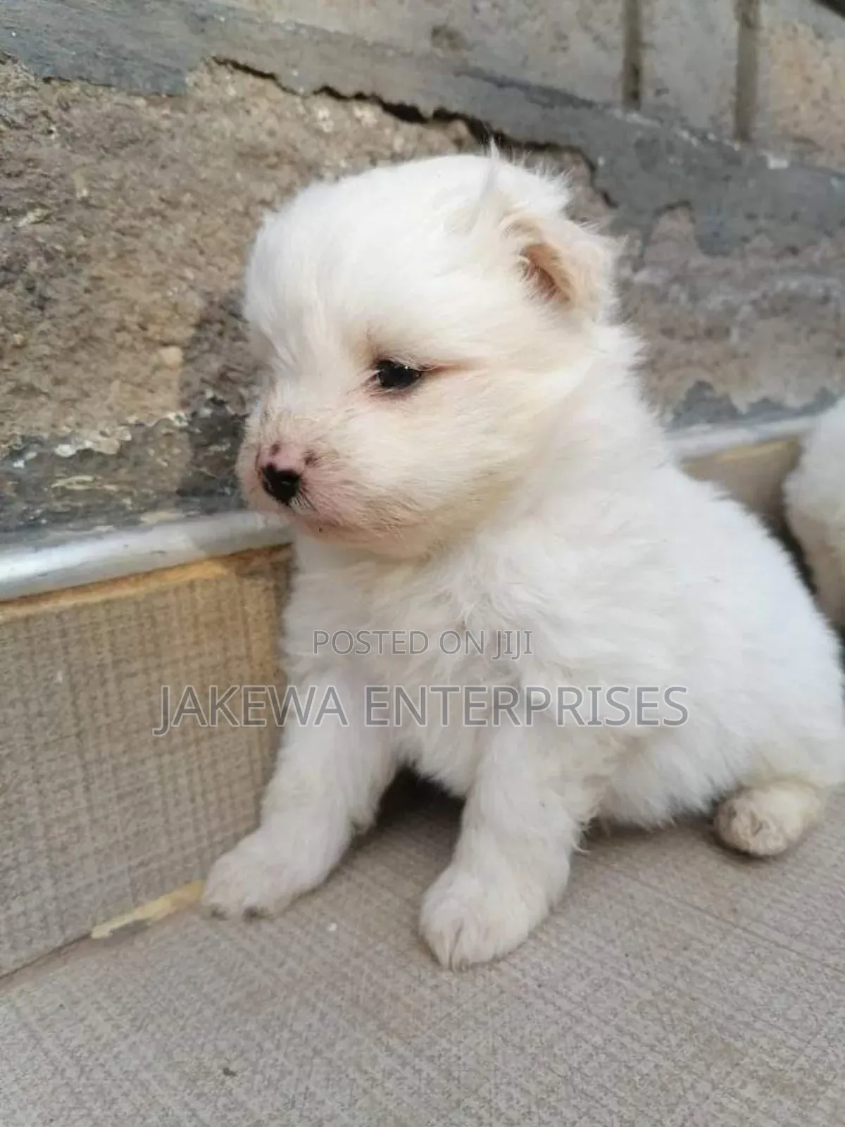 1-3 months Male Purebred Maltese