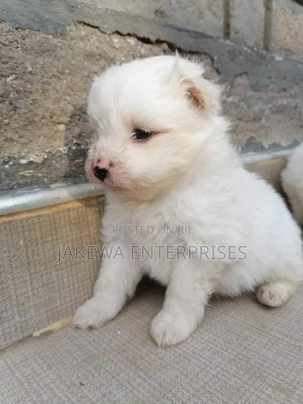 1-3 months Male Purebred Maltese - thumbnail 2