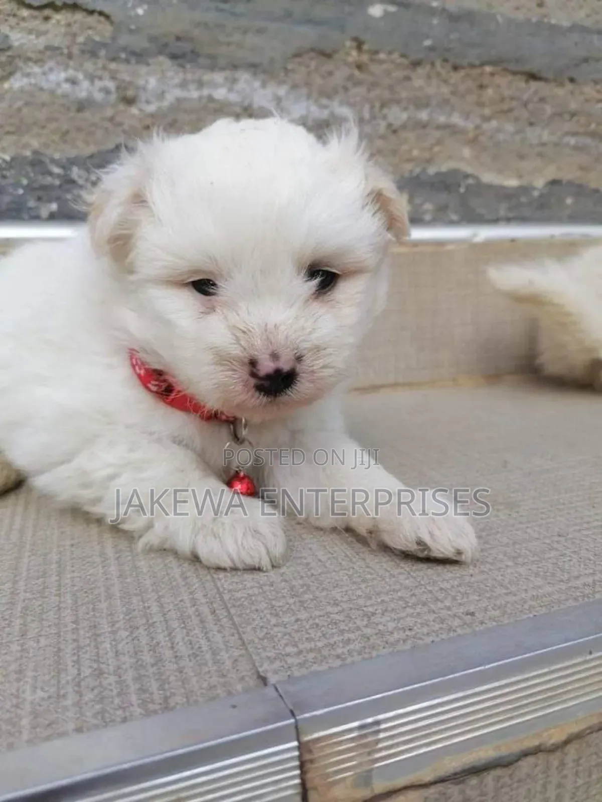 1-3 months Male Purebred Maltese