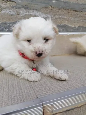 1-3 months Male Purebred Maltese