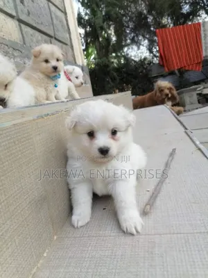 1-3 months Female Purebred Maltese