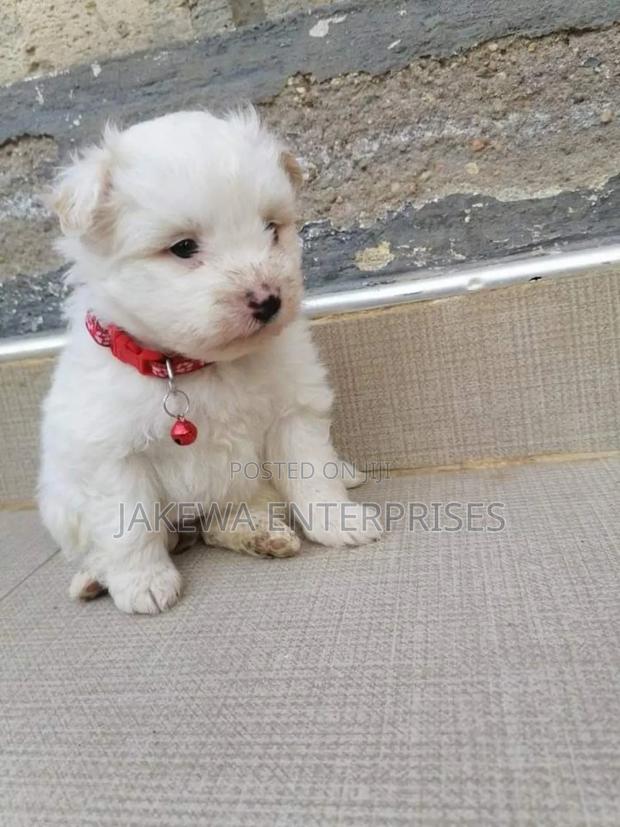 1-3 months Female Purebred Maltese