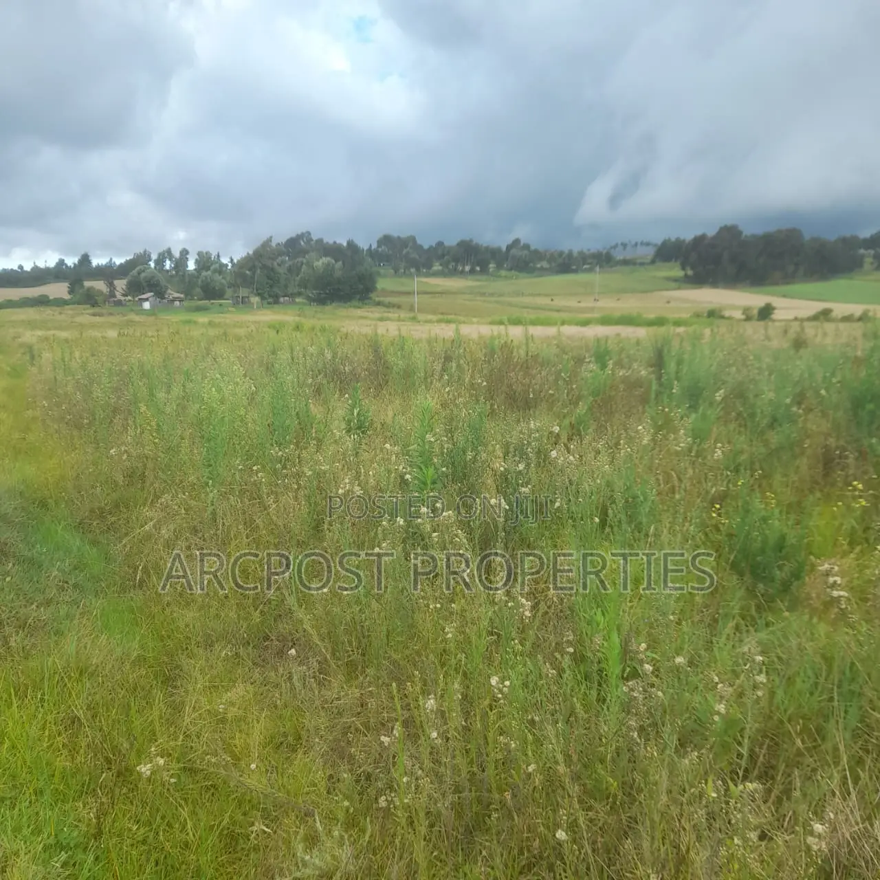 12 Acres for Sale in Ex-Lewa With View of Mount Kenya
