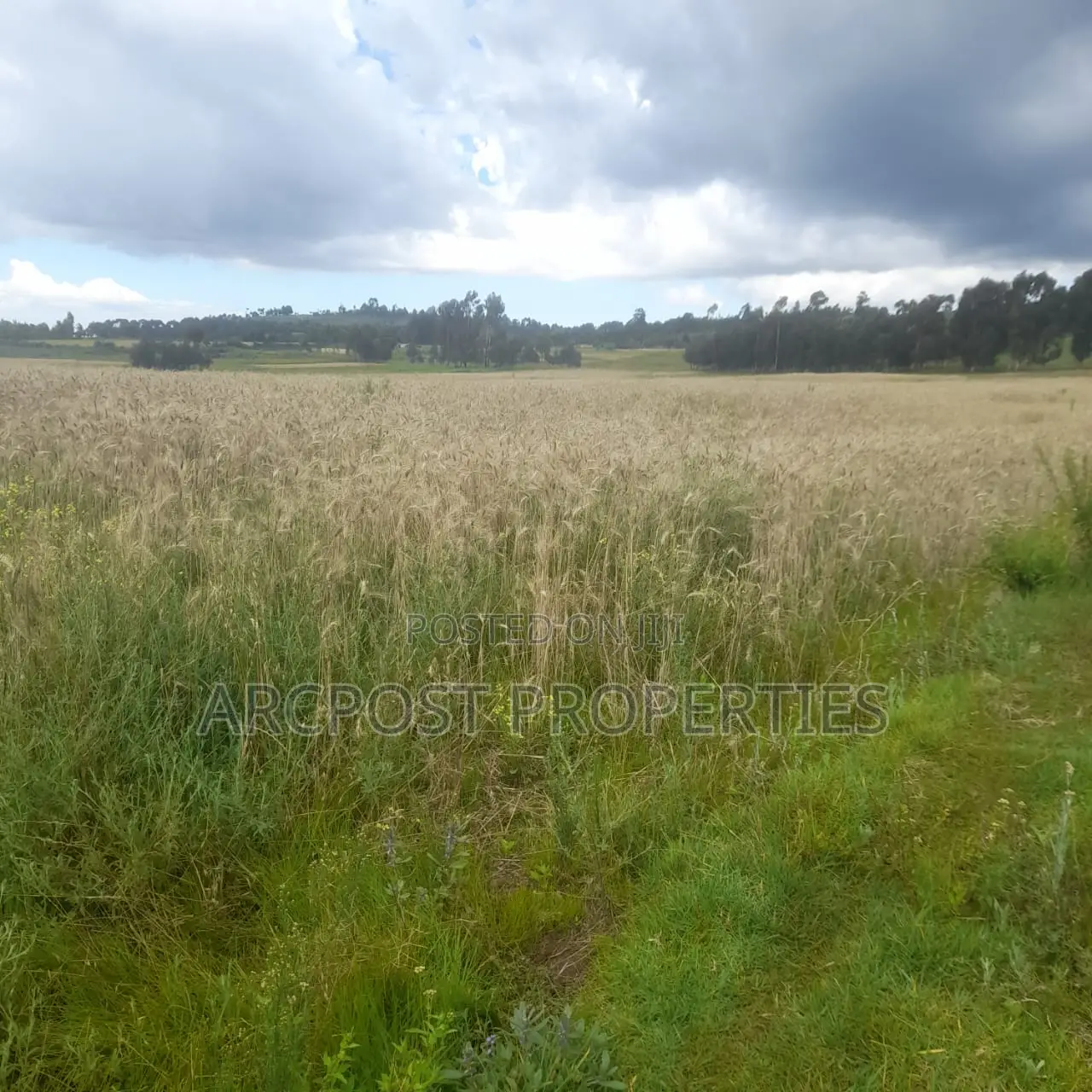 12 Acres for Sale in Ex-Lewa With View of Mount Kenya