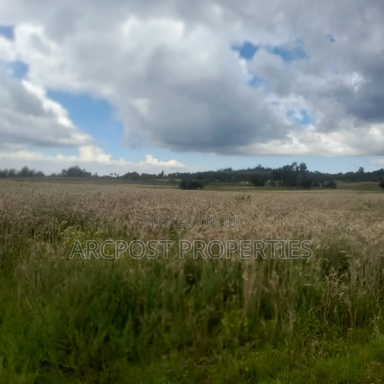 12 Acres for Sale in Ex-Lewa With View of Mount Kenya