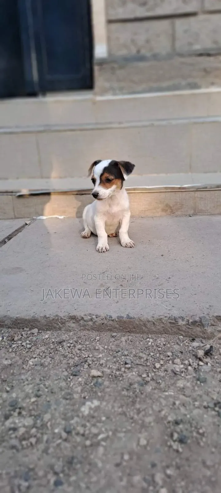 1-3 months Male Purebred Jack Russell Terrier